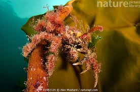 Image result for Hyas araneus