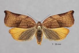 Attēlu rezultāti vaicājumam “Archips podana”