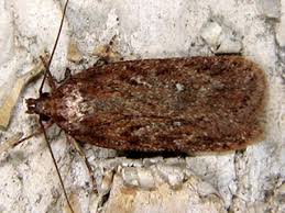 Attēlu rezultāti vaicājumam “Depressaria olerella”