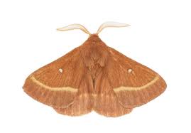 Attēlu rezultāti vaicājumam “Lasiocampa trifolii”