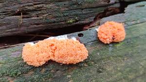 Attēlu rezultāti vaicājumam “Tubifera ferruginosa (subsp. ferruginosa)”