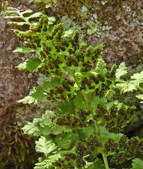 Attēlu rezultāti vaicājumam “Cystopteris fragilis”