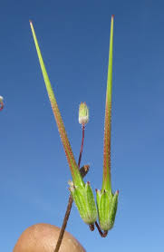 Attēlu rezultāti vaicājumam “Erodium cicutarium bud”
