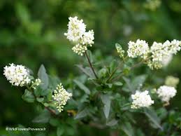 Attēlu rezultāti vaicājumam “Ligustrum vulgare”