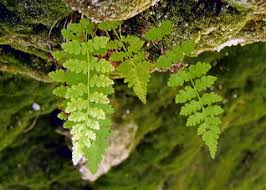 Attēlu rezultāti vaicājumam “Cystopteris fragilis”