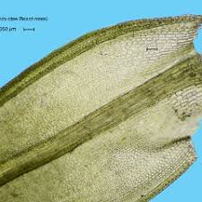 Attēlu rezultāti vaicājumam “Barbula unguiculata macro”