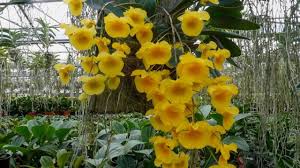 Attēlu rezultāti vaicājumam “Didymium aggregatum”