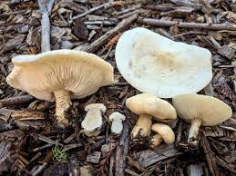 Image result for Melanoleuca rasilis var. pseudoluscina