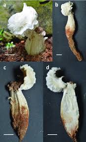 Attēlu rezultāti vaicājumam “Helvella crispa”