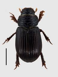 Attēlu rezultāti vaicājumam “Aegialia arenaria”