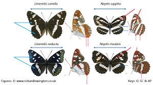 Attēlu rezultāti vaicājumam “Limenitis populi underside”