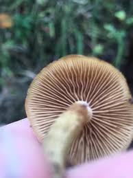 Attēlu rezultāti vaicājumam “Gymnostomum calcareum macro”