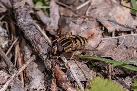 Attēlu rezultāti vaicājumam “Helophilus sp.”