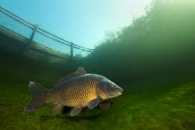 Image result for Cyprinus carpio
