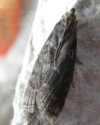 Attēlu rezultāti vaicājumam “Ortholepis betulae”