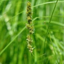 Attēlu rezultāti vaicājumam “Carex vulpina”