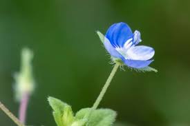 Attēlu rezultāti vaicājumam “Veronica persica”