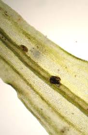 Attēlu rezultāti vaicājumam “Orthotrichum lyellii”