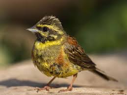 Image result for Emberiza cirlus