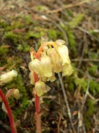 Attēlu rezultāti vaicājumam “Monotropa hypopitys”