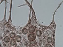 Attēlu rezultāti vaicājumam “Cribraria oregana”