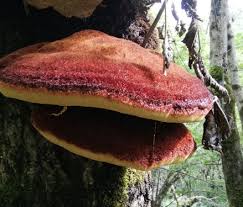 Attēlu rezultāti vaicājumam “Inonotus rheades”