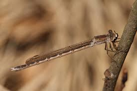 Attēlu rezultāti vaicājumam “Sympecma paedisca”