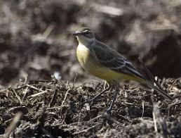 Attēlu rezultāti vaicājumam “Motacilla flava flava adult”