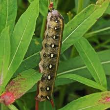 Attēlu rezultāti vaicājumam “Hyles gallii imago”