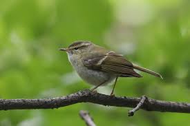 Image result for Phylloscopus humei