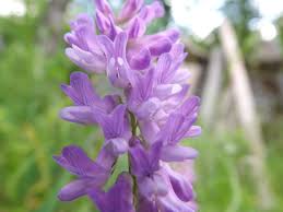 Attēlu rezultāti vaicājumam “Vicia cracca leaf”