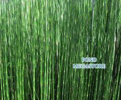 Attēlu rezultāti vaicājumam “Equisetum”