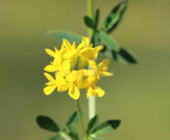 Attēlu rezultāti vaicājumam “Medicago sativa subsp. falcata leaf”
