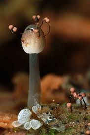 Attēlu rezultāti vaicājumam “Cribrariaceae”