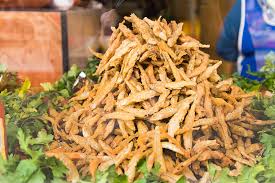 Attēlu rezultāti vaicājumam “Charales”