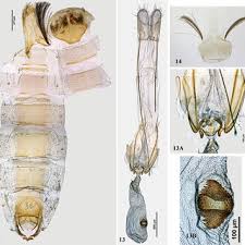 Attēlu rezultāti vaicājumam “Gelechia rhombella”