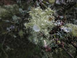 Attēlu rezultāti vaicājumam “Usnea subfloridana”
