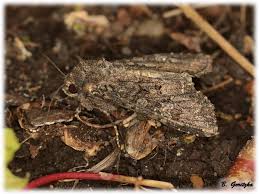 Attēlu rezultāti vaicājumam “Mamestra brassicae pupa”