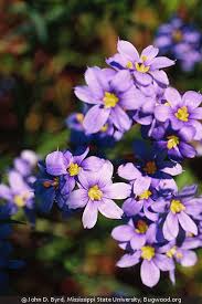 Attēlu rezultāti vaicājumam “Cinclidium stygium”