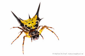 Attēlu rezultāti vaicājumam “Araneidae”