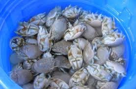 Attēlu rezultāti vaicājumam “Talitrus saltator”