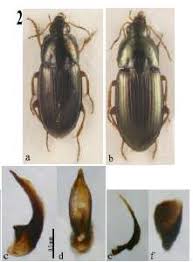 Attēlu rezultāti vaicājumam “Amara sp.”