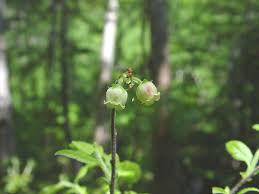 Attēlu rezultāti vaicājumam “Salix myrtilloides leaf”