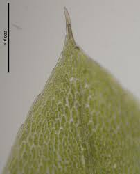 Attēlu rezultāti vaicājumam “Eurhynchiastrum pulchellum macro”