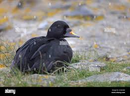 Attēlu rezultāti vaicājumam “Melanitta nigra”