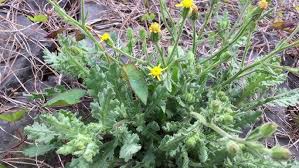 Attēlu rezultāti vaicājumam “Senecio viscosus fruit”