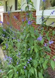Image result for Campanula americana