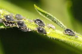 Attēlu rezultāti vaicājumam “Aphis jacobaeae”