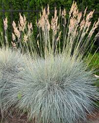 Attēlu rezultāti vaicājumam “Festuca altissima flower”