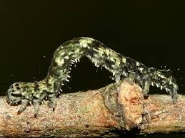 Attēlu rezultāti vaicājumam “Laspeyria flexula”